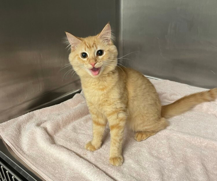 A cat sitting on a towel