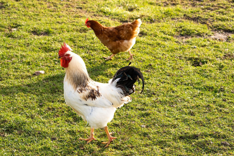 a rooster and hen on grass